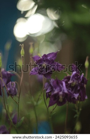purple flowers, fauna, plants, summer