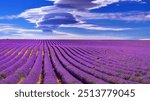 Purple flowers field, horizontal, no people, photography, purple,  scented, beauty in nature, blue, flower, multi colored, nature, outdoors, tranquil scene, agricultural field, agriculture, 