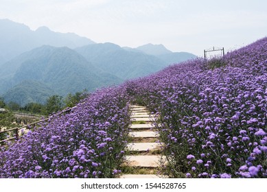 Purple Flowers Field With Romantic Path At Sapa,Vietnam.