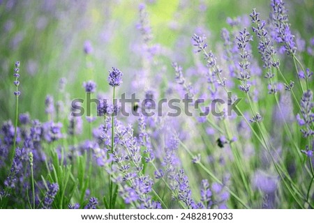 Similar – Image, Stock Photo Delicious Lavender Nature