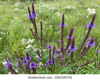 Purple Flowers In Foreground Of Green Prairie Background