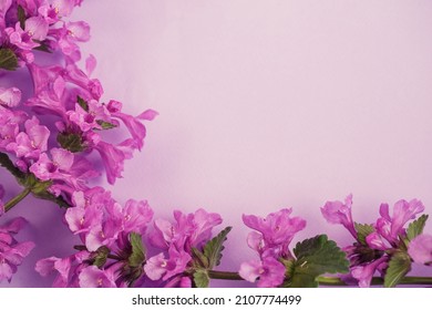 Purple Flowers Frame. Postcard With Flowering Plants. Spring Or Summer Romantic Composition. Free Space For Text.