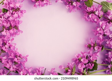 Purple Flowers Frame. Postcard With Flowering Plants. Spring Or Summer Romantic Composition. Free Space For Text.