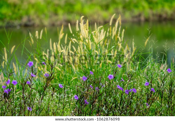 Purple Flowers Garden Blurred Yellow Grass Stock Photo Edit Now 1062876098