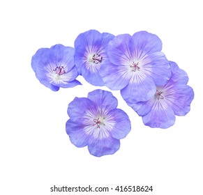 Pink Purple Violet Blue Pansy Viola Stock Illustration 187166783