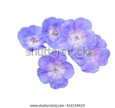 Purple flowers ( Geranium ) isolated on white background