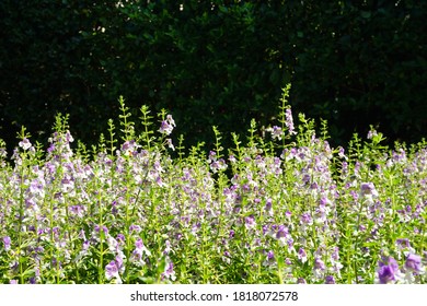 Purple Flowers Green Back Drop 