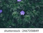 Purple flowers in green leaves. Purple flower on a meadow. spring and beauty.