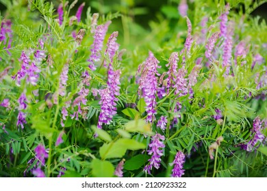 Purple flowers of hairy vetch vicia villosa on sunny summer day - Shutterstock ID 2120923322
