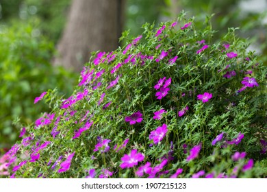 Mounding Perennial Hd Stock Images Shutterstock