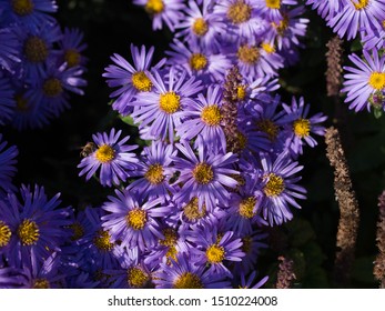 Purple Flowers In Harewood House