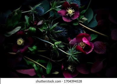 purple flowers Helleborus and eucalyptus leaves on a dark background vintage toned. Low key.top view.Floral card, poster