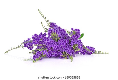 Purple Flowers Isolated On A White Background.