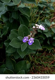 Purple flowers and leaves of Vitex trifolia, known as Indian three leaf vitex or Wild pepper, Indian-privet, Hand-of-Mary, Simple leaf chastetree, Liligundi, Arabian Lilac, Man jing or San ye man jing - Shutterstock ID 2360433059