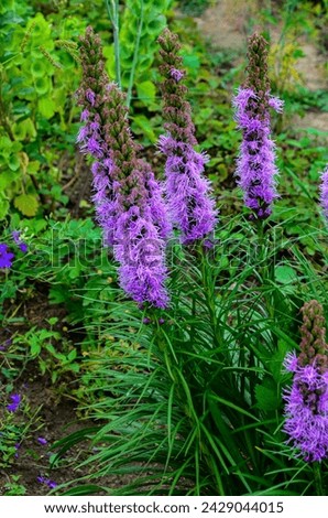 purple flowers of Liatris spicata plant in the garden.
