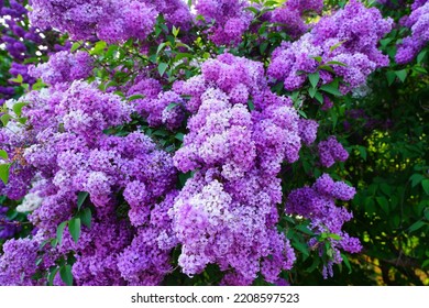 Purple flowers of lilac (syringa) in spring