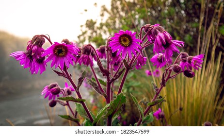 Purple Flowers In Los Nevados National Natural Park In Colombia