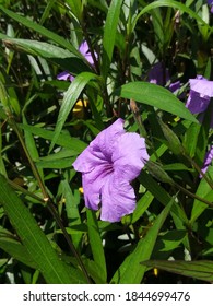 Purple Flowers Of Minnieroot Tree. It Is A Kind Of Herbal Medicine.
The Root Is Used To Treat Kidney Disease, Whooping Cough, Blood Drive And Eliminate Toxins In The Blood In The Urine