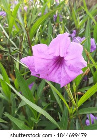 Purple Flowers Of Minnieroot Tree. It Is A Kind Of Herbal Medicine.
The Root Is Used To Treat Kidney Disease, Whooping Cough, Blood Drive And Eliminate Toxins In The Blood In The Urine