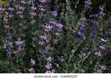 Purple flowers of mountain sage blooming in the yard. California native drought resistant plants.