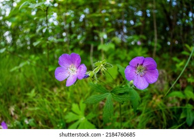 Purple Flowers At The NYC Botanical Garden