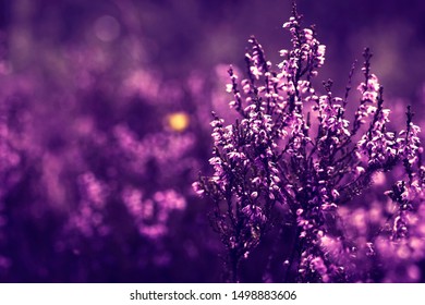 purple flowers on a purple blurred background