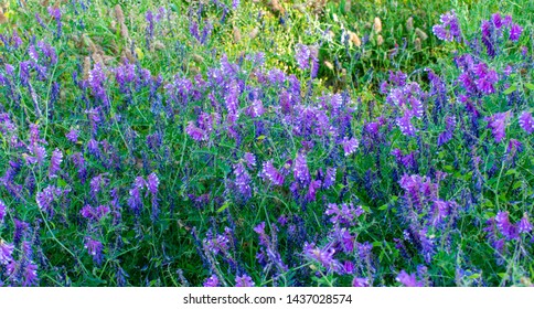 夏の日陰 の画像 写真素材 ベクター画像 Shutterstock