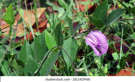 A Purple Flowers On The Tropical Rain Forest Floor. Natural Background.