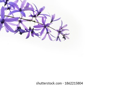 purple flowers (Petrea volubilis L., Purple Wreath, Sandpaper Vine, Queen’s Wreath) in white background .selective focus, space for text