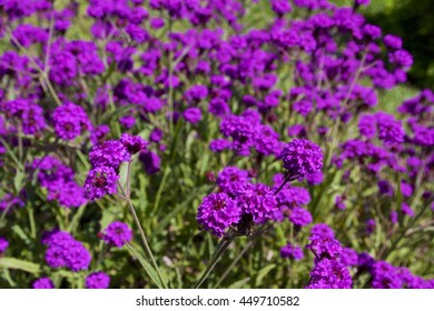 purple flowers of Rigid Verbena