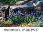 Purple Flowers and Rock in Missouri Botanical Garden in St. Louis in Springtime