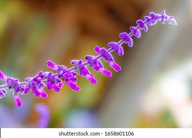 Purple Flowers Of The Salvia Divinorum