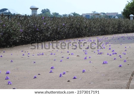 Purple flowers are scattered on the footpath of Putrajaya Lake Park