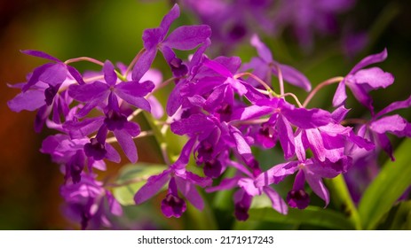 Purple Flowers Shot In Sydney Botanic Gardens