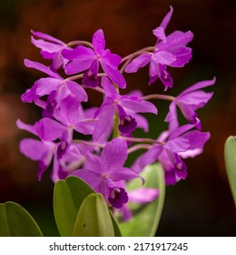 Purple Flowers Shot In Sydney Botanic Gardens