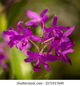 Purple Flowers Shot In Sydney Botanic Gardens