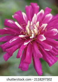 Purple Flowers With A Slight White Pattern At Each End Of The Flower Strand