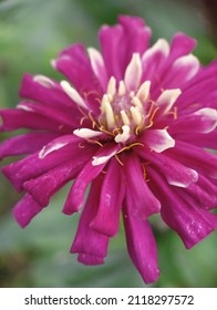 Purple Flowers With A Slight White Pattern At Each End Of The Flower Strand