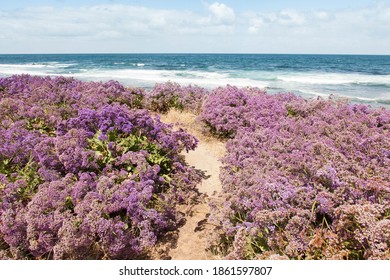 Purple Flowers Southern California Coast