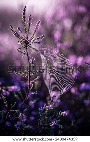 Similar – Image, Stock Photo Kitchen flowers.