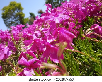 Purple Flowers Spread Out Outdoors In Close-up. Bright Image Of The Beauty Of Nature.