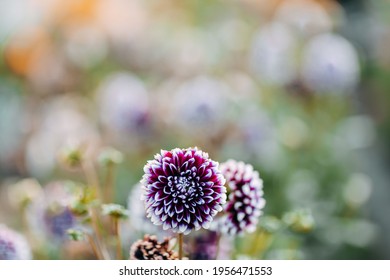 750 Aster lake Images, Stock Photos & Vectors | Shutterstock