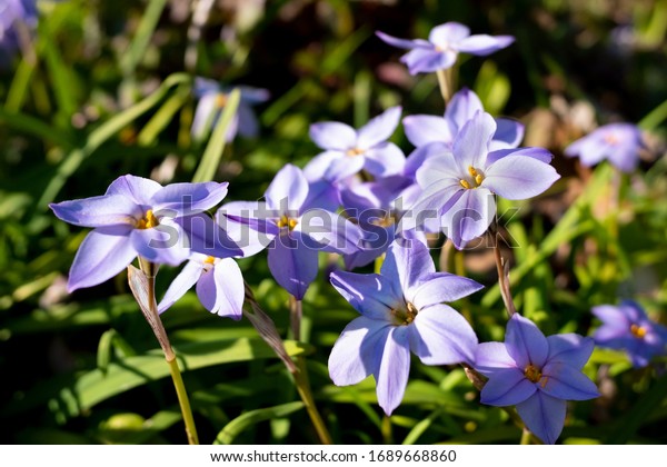 春は庭に咲く春のヒスタラの紫の花 の写真素材 今すぐ編集