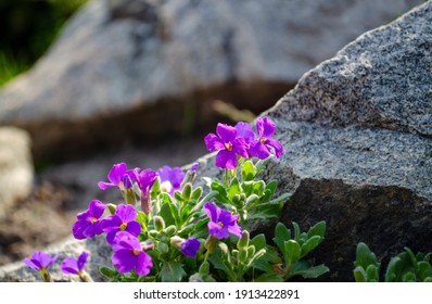 Flower Between Rocks High Res Stock Images Shutterstock