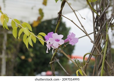 Purple Flowers In Tainan Museum At The End Of 2021