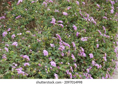 Purple Flowers In Tainan Museum At The End Of 2021