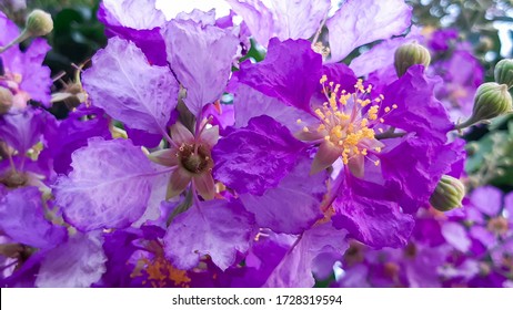 Purple flowers that bloom beautifully in the singing season of Thailand. Popular flowers are planted on public areas and at the edges of the house. - Shutterstock ID 1728319594