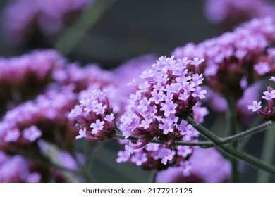 The purple flowers of the Verbena bonariensis also known as vervain or verveine - Shutterstock ID 2177912125