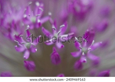 Similar – Lavender in the garden