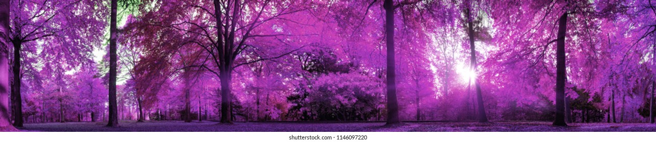 purple forest images stock photos vectors shutterstock https www shutterstock com image photo purple forest background scenic landscape pleasant 1146097220